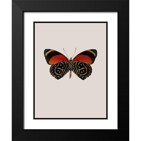 Agrias amydon Black Modern Wood Framed Art Print with Double Matting by Incado