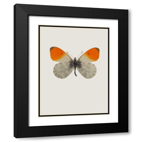 Agrias amydon Black Modern Wood Framed Art Print with Double Matting by Incado