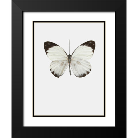 Agrias amydon Black Modern Wood Framed Art Print with Double Matting by Incado