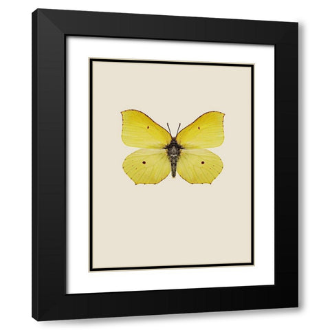 Gonepteryx rhamni Black Modern Wood Framed Art Print with Double Matting by Incado