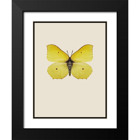 Gonepteryx rhamni Black Modern Wood Framed Art Print with Double Matting by Incado