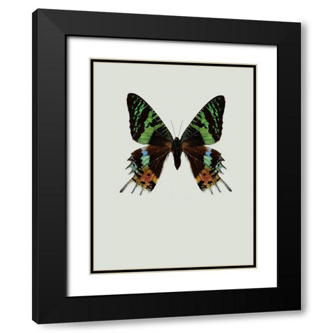 Chrysiridia rhipheus Black Modern Wood Framed Art Print with Double Matting by Incado