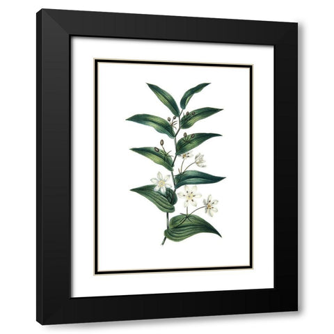 Botanica I Black Modern Wood Framed Art Print with Double Matting by Incado