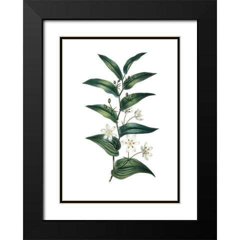 Botanica I Black Modern Wood Framed Art Print with Double Matting by Incado