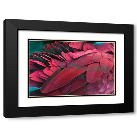 Feather Black Modern Wood Framed Art Print with Double Matting by PhotoINC Studio
