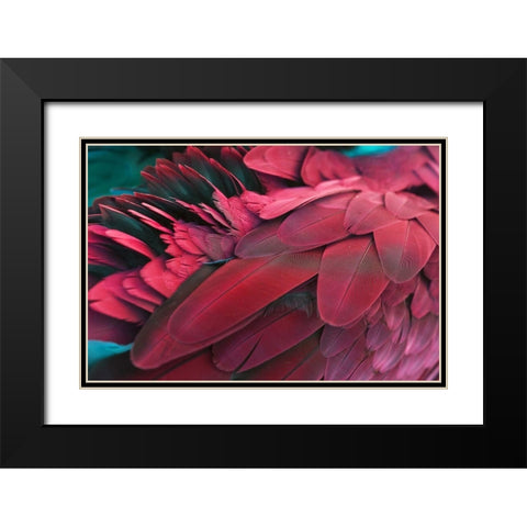 Feather Black Modern Wood Framed Art Print with Double Matting by PhotoINC Studio