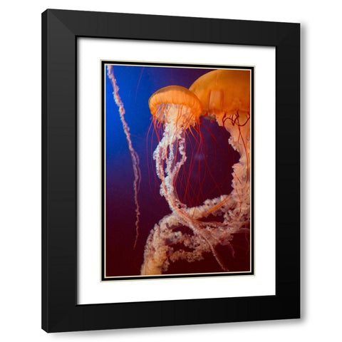 Jelly 3 Black Modern Wood Framed Art Print with Double Matting by PhotoINC Studio