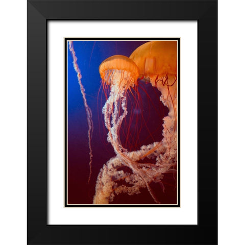 Jelly 3 Black Modern Wood Framed Art Print with Double Matting by PhotoINC Studio