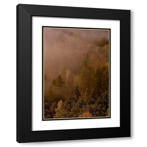 Autumn Forest Black Modern Wood Framed Art Print with Double Matting by PhotoINC Studio