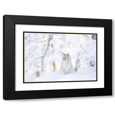 Snow lynx Black Modern Wood Framed Art Print with Double Matting by PhotoINC Studio