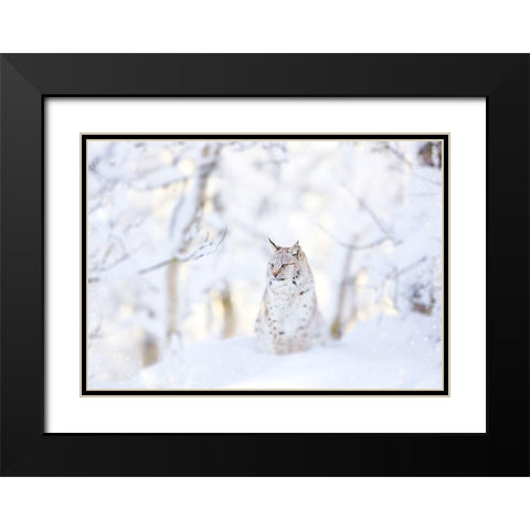 Snow lynx Black Modern Wood Framed Art Print with Double Matting by PhotoINC Studio