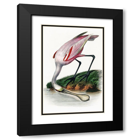 Spoonbill Black Modern Wood Framed Art Print with Double Matting by Incado