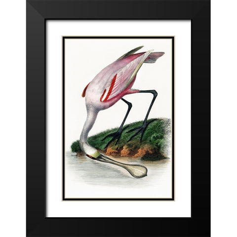 Spoonbill Black Modern Wood Framed Art Print with Double Matting by Incado