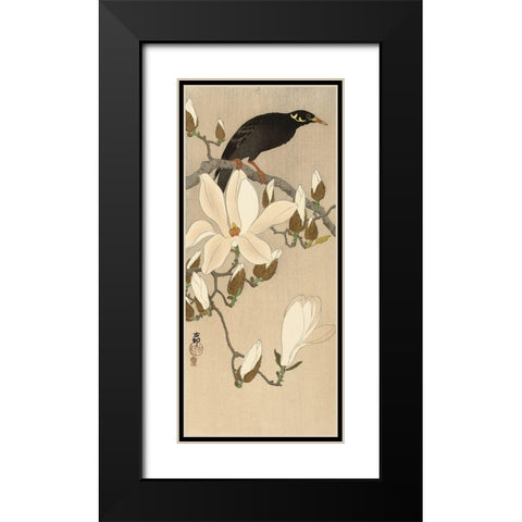 Myna on Magnolia Branch, 1900-1910 Black Modern Wood Framed Art Print with Double Matting by Koson, Ohara