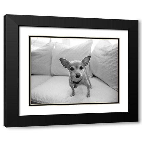 Sweetpea Black Modern Wood Framed Art Print with Double Matting by Levin, Kim