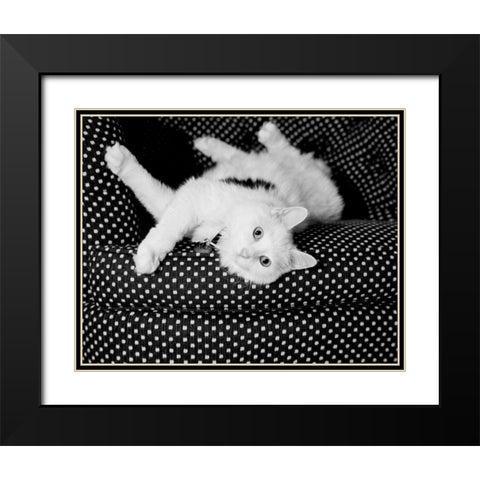 Birdie Black Modern Wood Framed Art Print with Double Matting by Levin, Kim