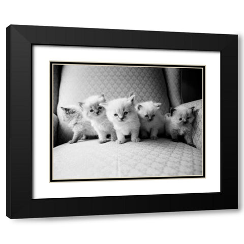 Five Kittens Black Modern Wood Framed Art Print with Double Matting by Levin, Kim