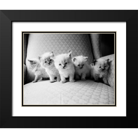 Five Kittens Black Modern Wood Framed Art Print with Double Matting by Levin, Kim