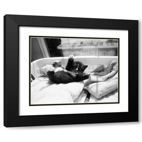 Kitten Laundry Black Modern Wood Framed Art Print with Double Matting by Levin, Kim