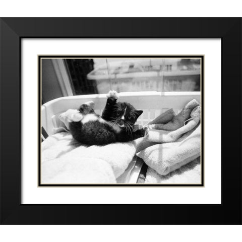 Kitten Laundry Black Modern Wood Framed Art Print with Double Matting by Levin, Kim