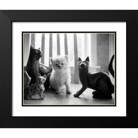 Ragdoll Kitten Black Modern Wood Framed Art Print with Double Matting by Levin, Kim