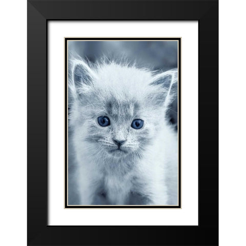 Blue Kitty Black Modern Wood Framed Art Print with Double Matting by Louise, Tracie