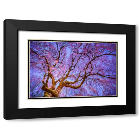 Weeping Cherry Black Modern Wood Framed Art Print with Double Matting by Mikaels, Natalie