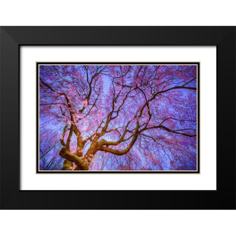 Weeping Cherry Black Modern Wood Framed Art Print with Double Matting by Mikaels, Natalie