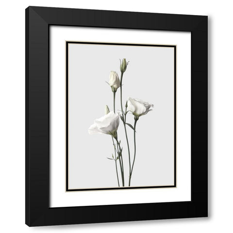 Lisianthus White Black Modern Wood Framed Art Print with Double Matting by Design Fabrikken