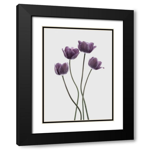 Tulips Purple Black Modern Wood Framed Art Print with Double Matting by Design Fabrikken