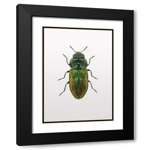 Beetle 1 Black Modern Wood Framed Art Print with Double Matting by Design Fabrikken