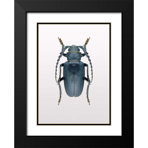 Beetle 3 Black Modern Wood Framed Art Print with Double Matting by Design Fabrikken