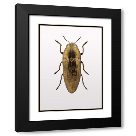 Beetle 4 Black Modern Wood Framed Art Print with Double Matting by Design Fabrikken