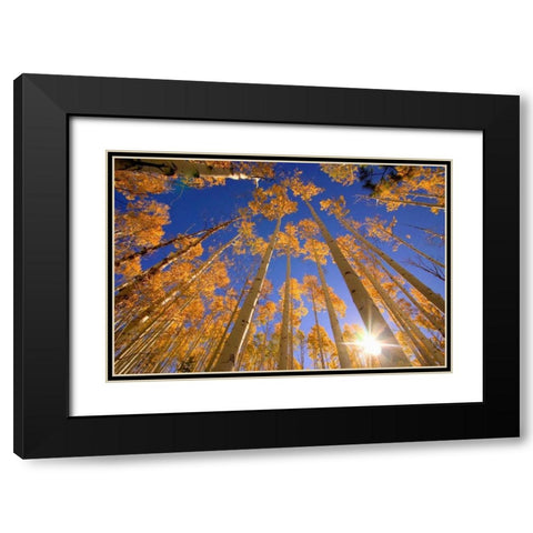 Winter Aspens Black Modern Wood Framed Art Print with Double Matting by ODell, Dale