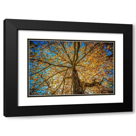 Fall Tree Black Modern Wood Framed Art Print with Double Matting by Oldford, Tim