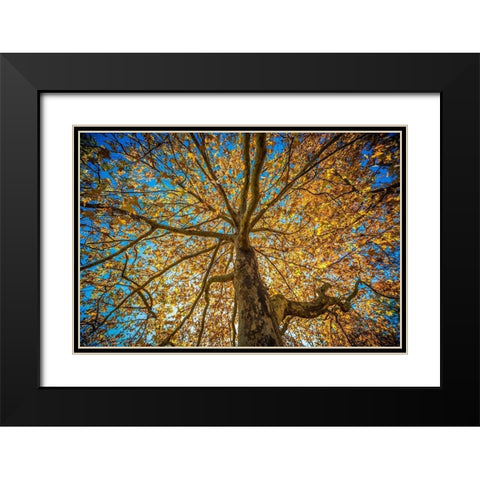 Fall Tree Black Modern Wood Framed Art Print with Double Matting by Oldford, Tim