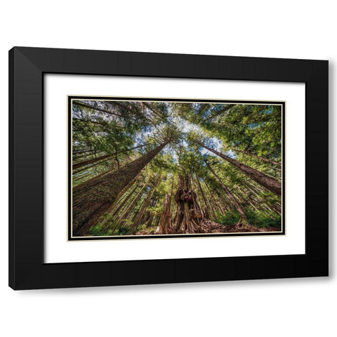 Avatar Grove Canopy Black Modern Wood Framed Art Print with Double Matting by Oldford, Tim