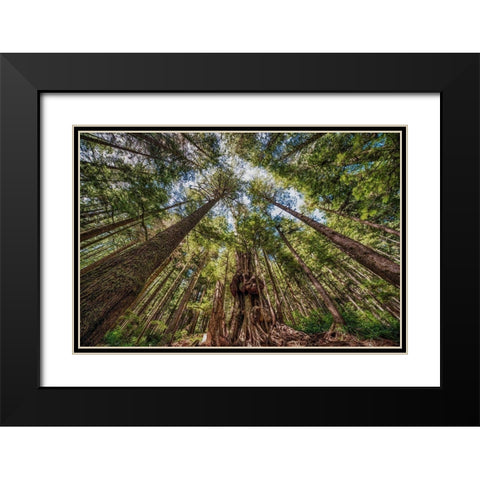 Avatar Grove Canopy Black Modern Wood Framed Art Print with Double Matting by Oldford, Tim