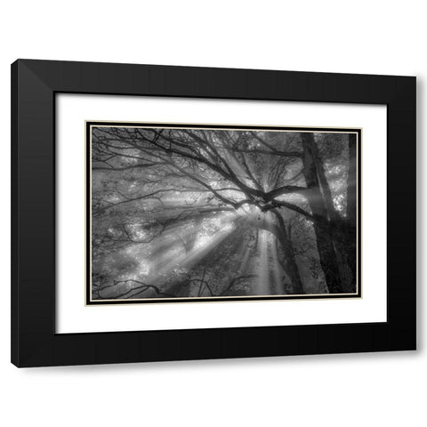 Forest Fog Black Modern Wood Framed Art Print with Double Matting by Oldford, Tim