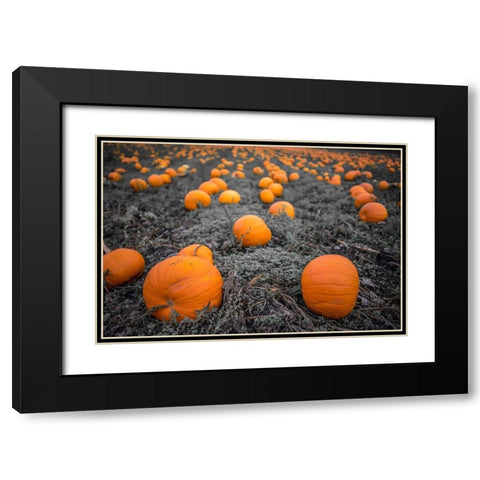 Sea of Pumpkins Black Modern Wood Framed Art Print with Double Matting by Oldford, Tim
