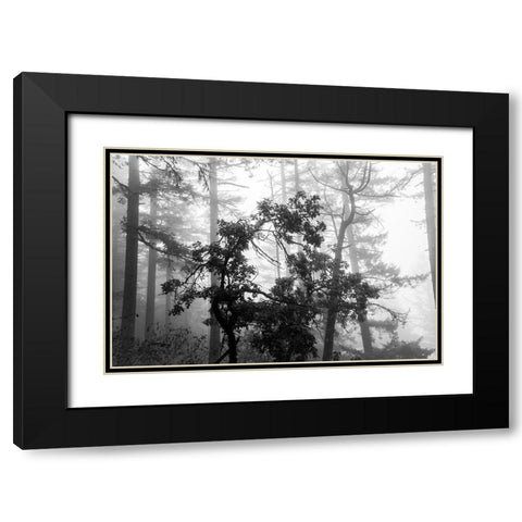 Foggy Trees Black Modern Wood Framed Art Print with Double Matting by Oldford, Tim