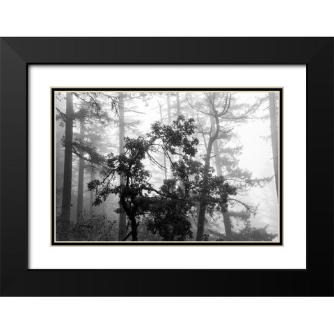 Foggy Trees Black Modern Wood Framed Art Print with Double Matting by Oldford, Tim