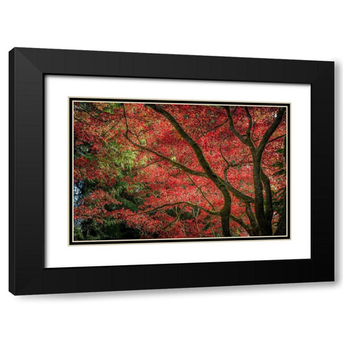 Autumn Beauty Black Modern Wood Framed Art Print with Double Matting by Oldford, Tim