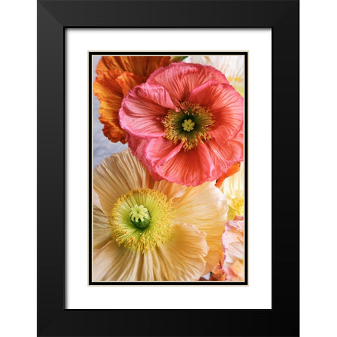 Spring Poppies Black Modern Wood Framed Art Print with Double Matting by Okula, Carina