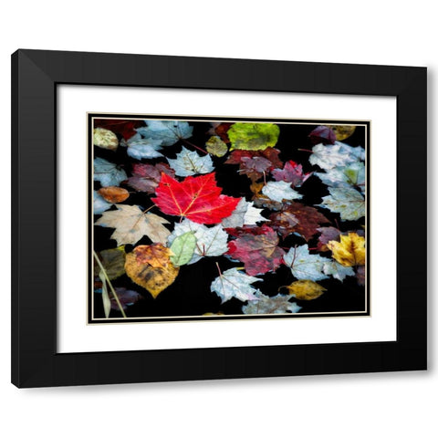 Autumn Leaves Black Modern Wood Framed Art Print with Double Matting by Pollard, David W.