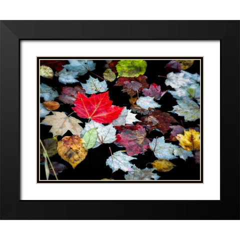 Autumn Leaves Black Modern Wood Framed Art Print with Double Matting by Pollard, David W.