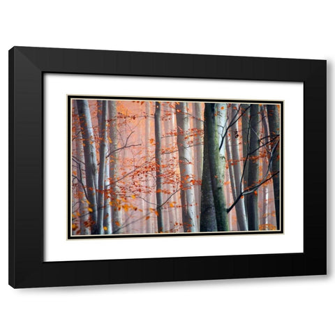 Autumn Woods Black Modern Wood Framed Art Print with Double Matting by PhotoINC Studio