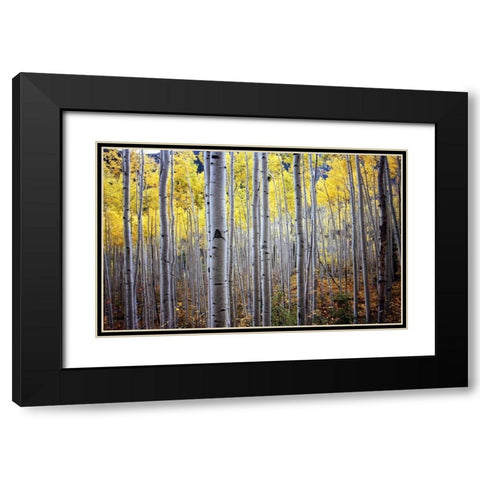 Birch Woods Black Modern Wood Framed Art Print with Double Matting by PhotoINC Studio