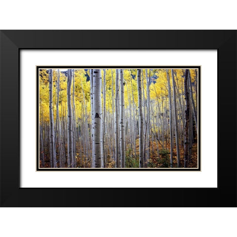 Birch Woods Black Modern Wood Framed Art Print with Double Matting by PhotoINC Studio
