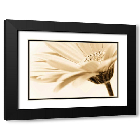 Daisy Black Modern Wood Framed Art Print with Double Matting by PhotoINC Studio